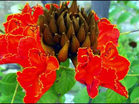 Flame of the Forest plant