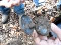 Cache of coins found while metal detecting- LIVE!