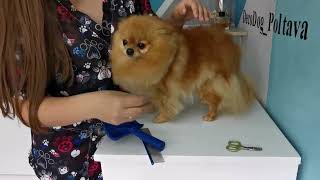 видео: Домашний уход за шерстью шпица🐕 картинка: Домашний уход за шерстью шпица🐕