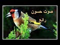 صوت حسون من تدريب ابو مصعب Song of the bird Hassoun