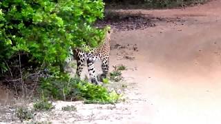 Sri Lankan leopard in Wilpaththu National Park