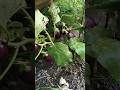garden లో పెంచుకున్న గుత్తి వంకాయలతో మసాలా కర్రీ చేశాను. full vedio on my YouTube channel.plz watch