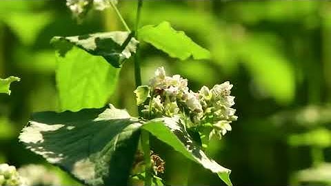 سورة الفاتحة بصوت القارئ سالم عبد الجليل