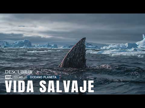 Supervivencia en el Océano 🌊 | Migraciones Salvajes de Animales Marinos en 4K