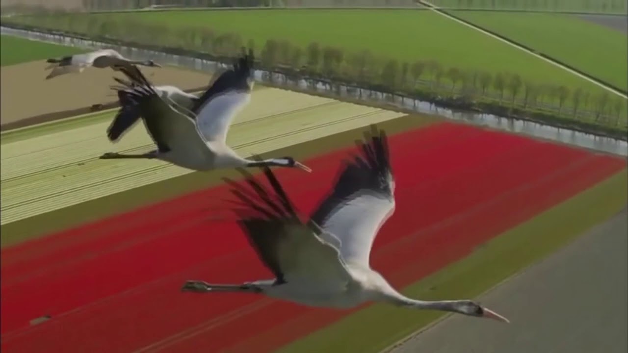 Расул Гамзатов - Журавли . Послушать стихотворение - YouTube