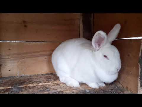 საჯიშე ბოცვრისთვის ზედმეტი წონა არ ვარგა