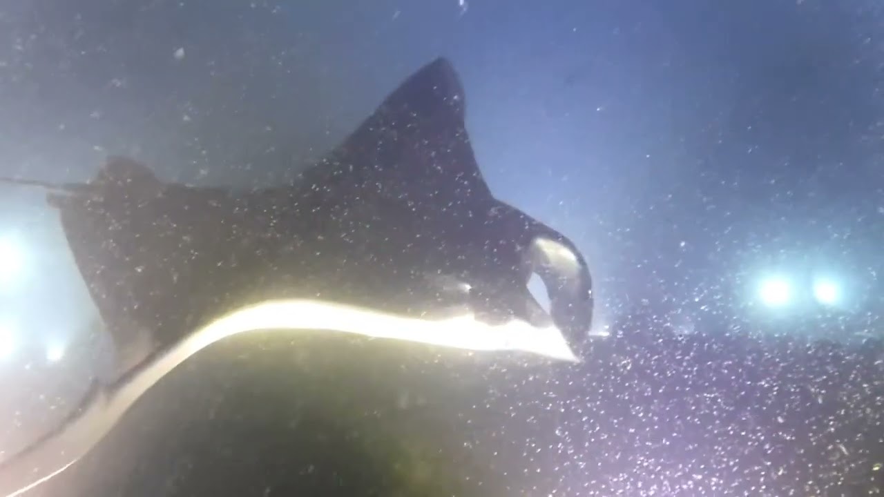 Kona Manta night dive with Jacks Dive Locker 36 Mantas counted AMAZING