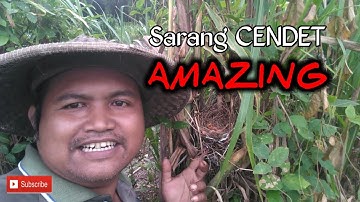 Musim anakan burung cendet menetas di sarang