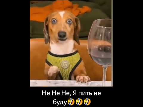 #юмор #шуточное #мем