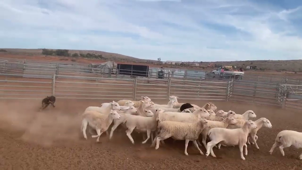 2024 WINTER Australian Working Stock Dog Auction - LOT 209 NACOOMA GEORGE