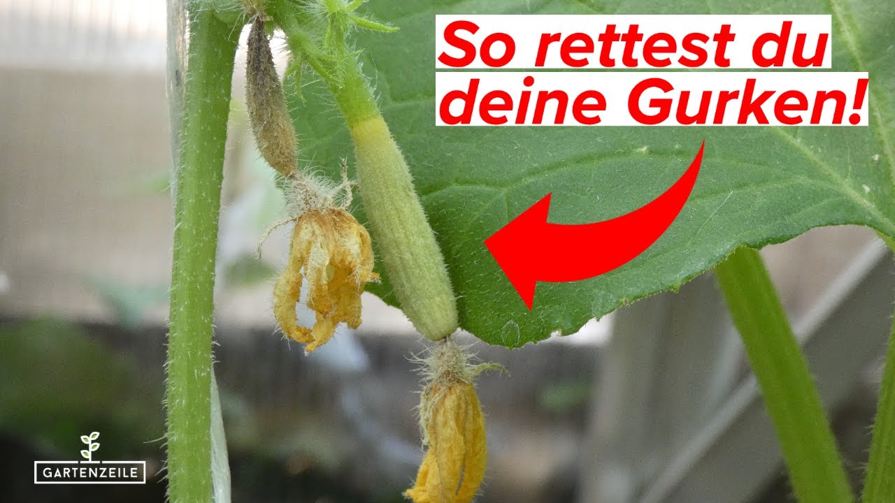 Gurken anbauen und Gurken pflanzen 🥒 Tipps für Aussaat und Pflege im Freiland + Gewächshaus Ogórki