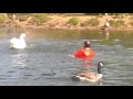 Swan attacks. Man dives in Barnes Pond