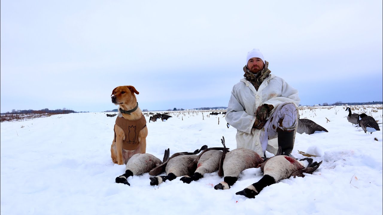 Grosses bernaches de fin de saison (hunting late season honker) YouTube