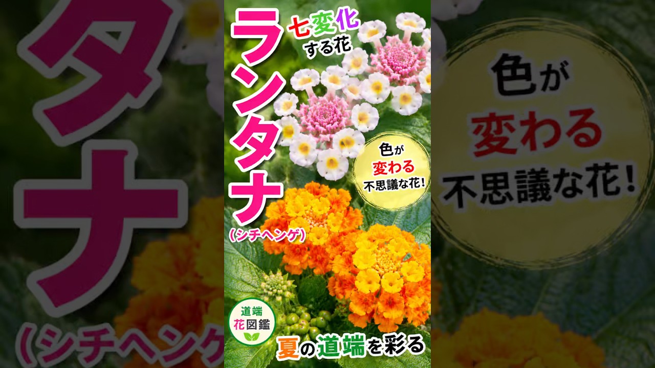 A Flower That Changes Color⁉️ The Mysterious Charm of Lantana