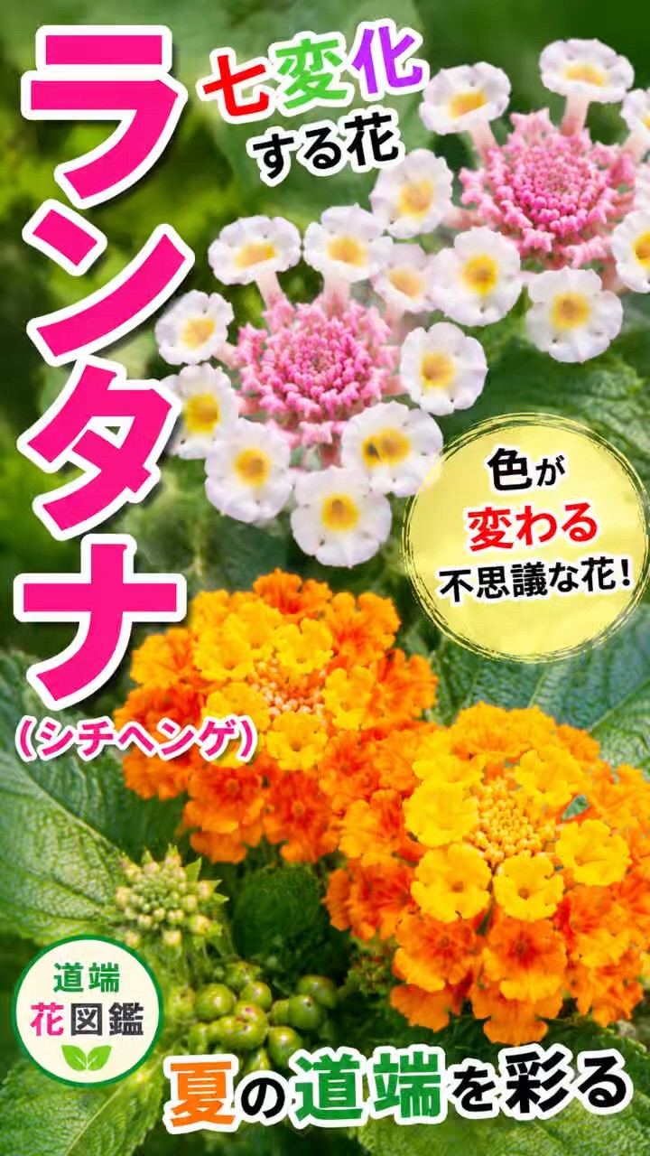 似花 A Flower That Changes Color⁉️ The Mysterious Charm of Lantana