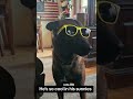 cool as can be in his sunnies #cooldogs #belgianmalinois #malinois #sunnies
