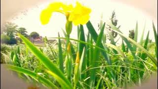 I Give Myself Away, Mike Oldfield, ( Am renunțat la mine însumi )