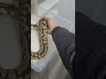 W/ a prep clean tub takes about 1 1/2 minutes with spare time for Interaction 😉👌 #pets #pythoncare