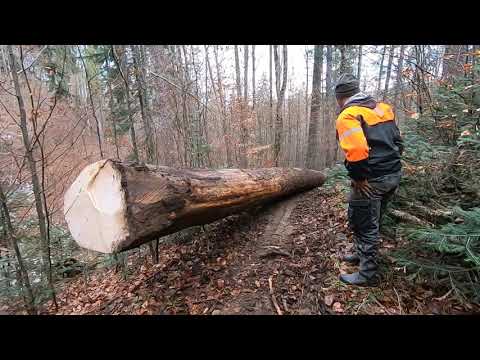 Video: Rasa De Cai Karakaçan Hipoalergenică, Sănătate și Durată De Viață