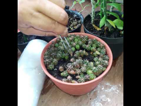 Video: Grafting Varietal Lilac. Npaj Theem