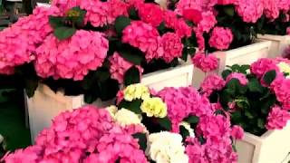 УЕЗЖАЮ ЖИТЬ В МОСКВУ🎈ВЫ ПОСМОТРИТЕ, ЧТО ТВОРИТСЯ УЕЗЖАЮ ЖИТЬ В МОСКВУ🎈ВЫ ПОСМОТРИТЕ, ЧТО ТВОРИТСЯ