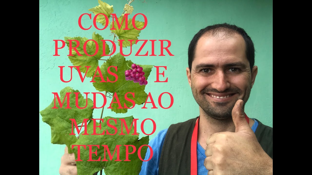COMO FAZER MUDAS DE UVA DURANTE A PRODUÇÃO / HOW TO MAKE GRAPE SEEDLINGS DURING PRODUCTION