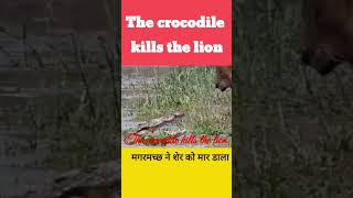 ألتمساح يقضي على ألأسد The crocodile kills the lion