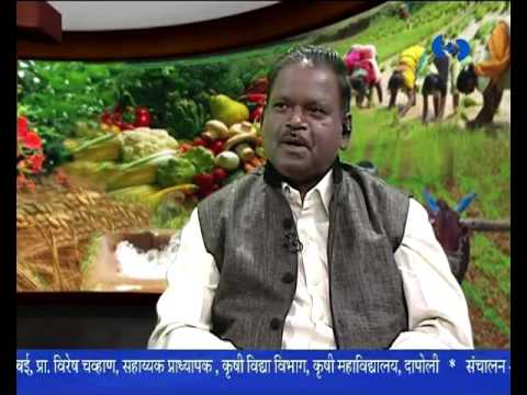 'Importance of Agriculture Advice Based on Weather' _ 'हवामान आधारित कृषी सल्ला' 'Importance of Agriculture Advice Based on Weather' _ 'हवामान आधारित कृषी सल्ला'
