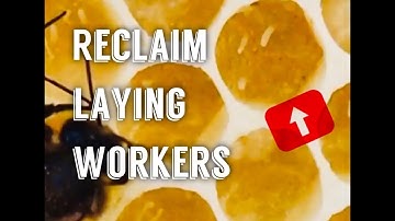 Correcting Laying Worker Colonies via Nucleus Reorganization