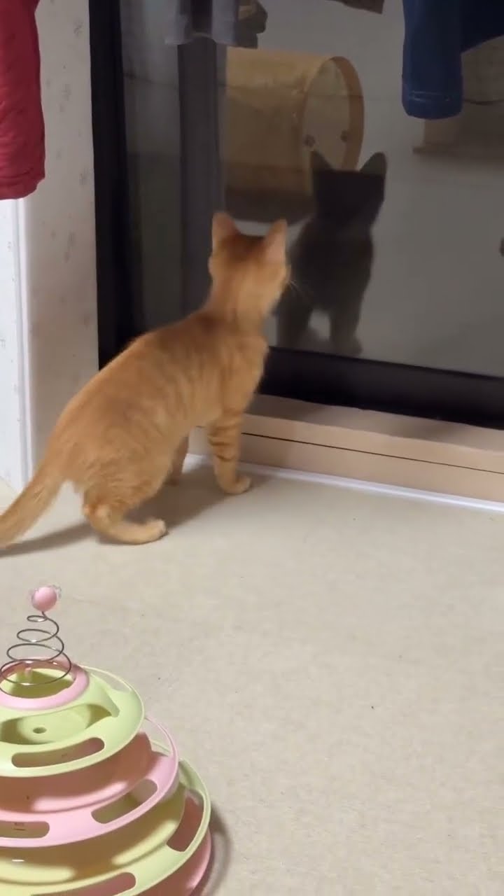 C'EST MAGNIFIQUE VIDÉO CHAT ? ? ? ? ?