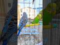 Budgie is feeling the morning weather.#birds #birdlovers #budgies #parrot