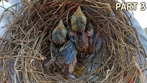 CARA MERAWAT anakan burung cendet || part 3