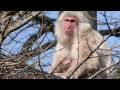 【地獄谷野猿公苑】☆ トックリ00 全記録集 2014年 ☆ ~ニホンザル~ / snowmonkey
