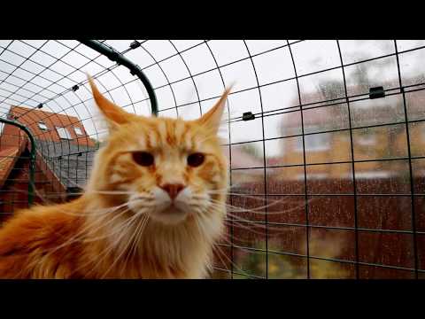 Recinto Walk-In per gatti: la protezione perfetta per i tuoi animali! | Omlet Italia