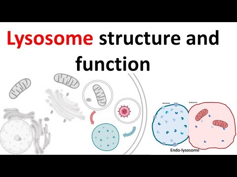 Lysosome संरचना र प्रकार्य