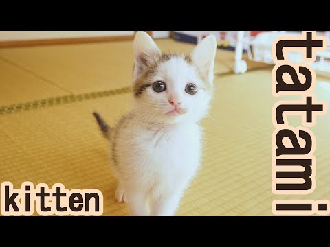 ☆tsubasa☆猫飼☆ The first Japanese-style room debut of a scary kitten - YouTube