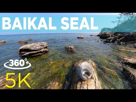 Video: Where To Get Acquainted With The Baikal Seal