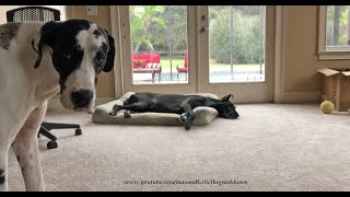 Howling Great Dane Interrupts Doggie Naptime