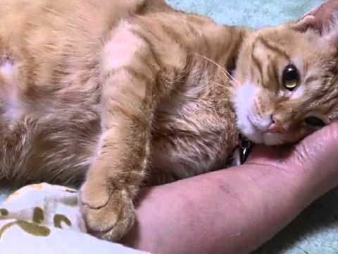 NHK Eテレ　『おれ、ねこ』マイケル君スペシャルバージョン♪