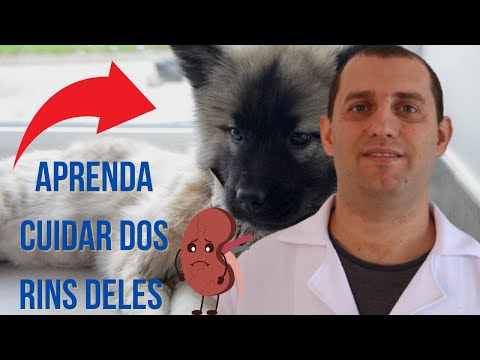 Vídeo: Infecções Não Infecciosas Em Gatos E Cães - Quando Uma Infecção Não é Realmente Uma Infecção