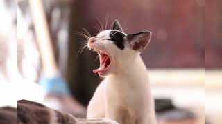RARE CAT SPORE SOUNDS!!!!