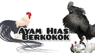 Ayam Hias Berkokok (Onagadori, Brahma, Poland, Kapas, Batik) (Beautiful Roosters Crowing)