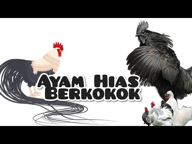 Ayam Hias Berkokok (Onagadori, Brahma, Poland, Kapas, Batik) (Beautiful Roosters Crowing) class=