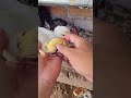 The Moment a Duckling Hatches from Its Shell