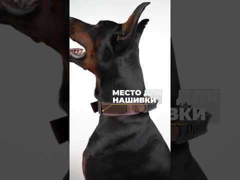Усиленная шлейка для крупных собак: анатомическая форма и максимальная прочность