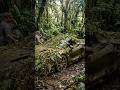 Abandoned Jungle Supercar Restoration — From Rusted Wreck to Roaring Beast 😱 #shorts #shortsfeed