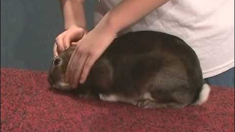 Rabbit Showmanship Example #3