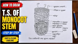 How to Draw T.S. of Monocot Stem | Biology Diagram Drawing Step by Step | Class 11 & 12