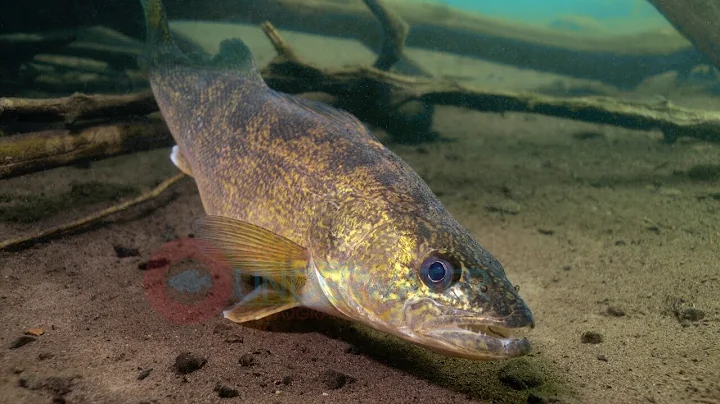 Best Walleye Underwater HD Footage-Engbretson Underwater Photography