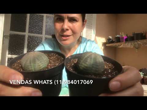 Video: Euphorbia Napakataba (16 Na Mga Larawan): Paglalarawan At Pangangalaga Ng Euphorbia Obesa Sa Bahay